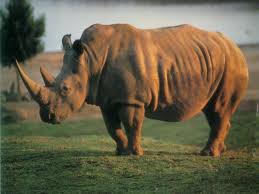 Rinoceronte Negro Extinguido.