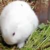 Conejos sin orejas mutantes gracias a la Radiación en Fukushima.