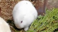 Conejos sin orejas mutantes gracias a la Radiación en Fukushima.