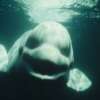 Audio: Una ballena blanca imita la voz humana