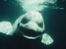 Audio: Una ballena blanca imita la voz humana