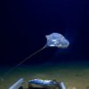 En la inmersión más profunda de la historia al océano se encontró plástico.