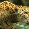 Costa Rica cambia sus zoológicos por parques botánicos