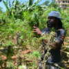 Jamaica: El Gobierno se propone despenalizar la tenencia de cannabis