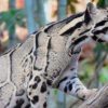 Esto si es de celebrar: reaparece leopardo nublado después de 30 años