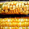 Monsanto pierde 156 millones de dolares en primer trimestre