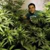 Uruguay recibe solicitudes internacionales de compra de marihuana