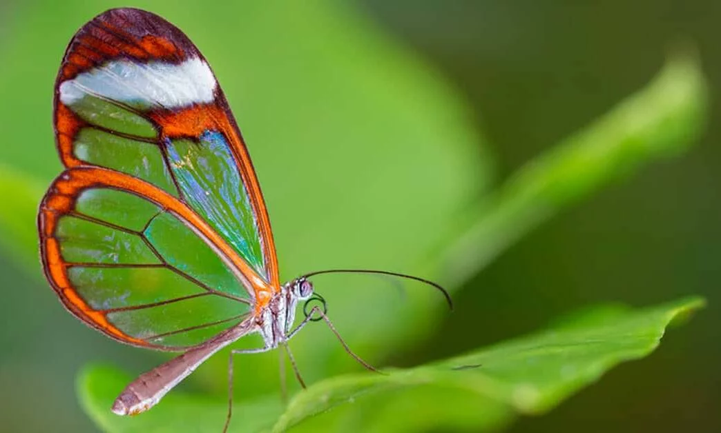 Colombia es el país con más especies de mariposas en el mundo