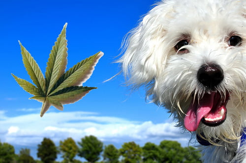 Marihuana medicinal para mascotas