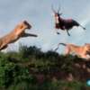 VIDEOS INCREÍBLES: Un tigre salta y caza a Antílope a 5 metros de Altura !!!