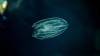 El animal más antiguo del mundo, la medusa con mucho más pasado que los dinosaurios