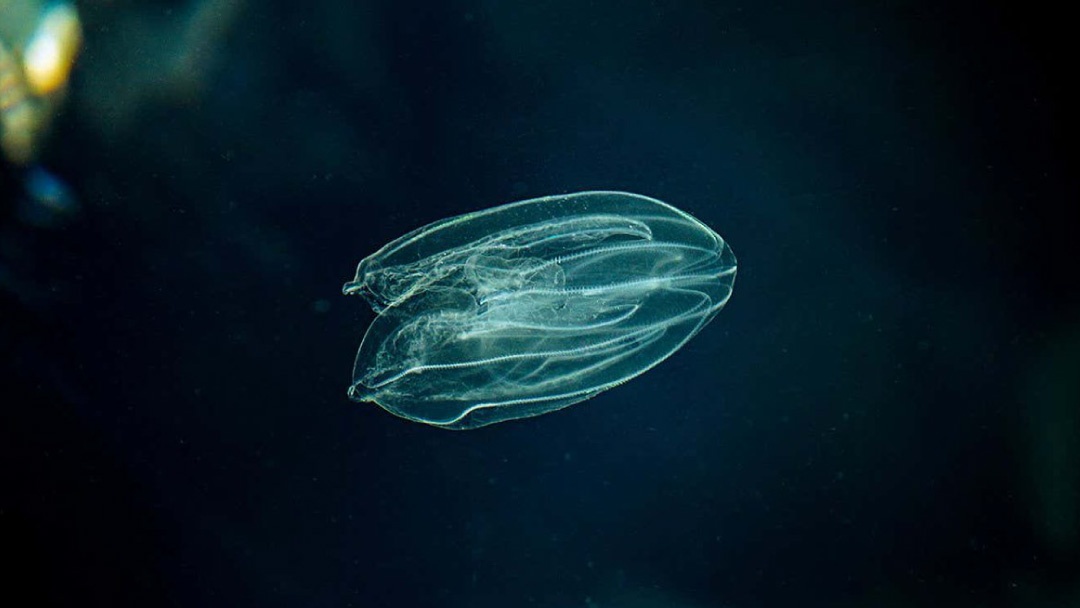 El animal más antiguo del mundo, la medusa con mucho más pasado que los dinosaurios
