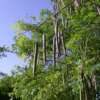 moringa oleífera: “el árbol milagroso”