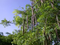 moringa oleífera: “el árbol milagroso”