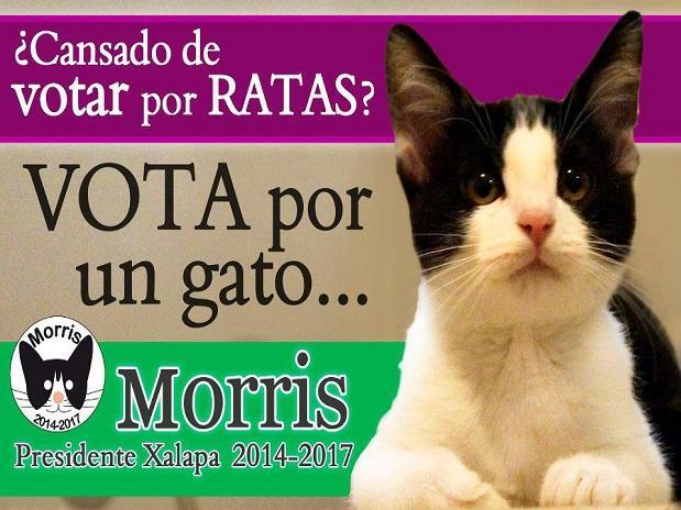 El gato Morris, candidato a alcalde en México