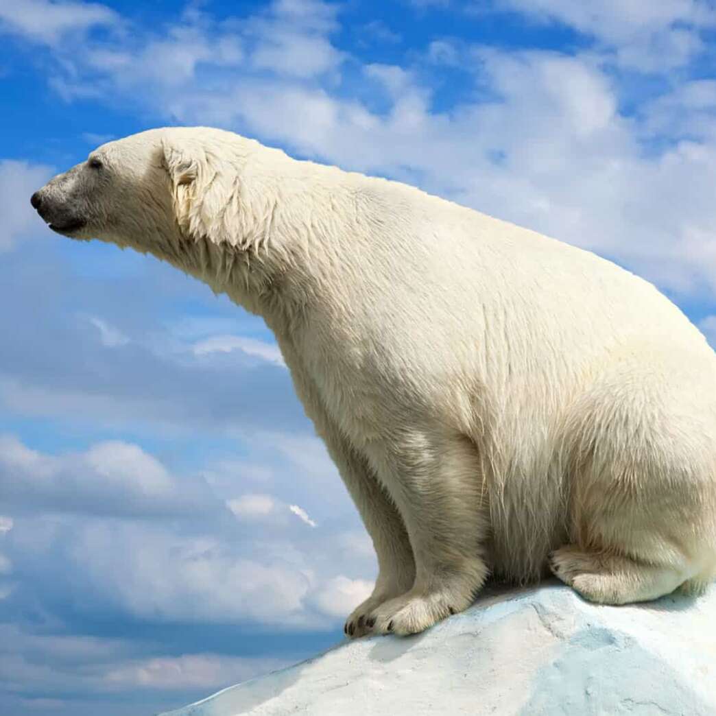 Es inminente la extinción de Osos Polares por cambio climático