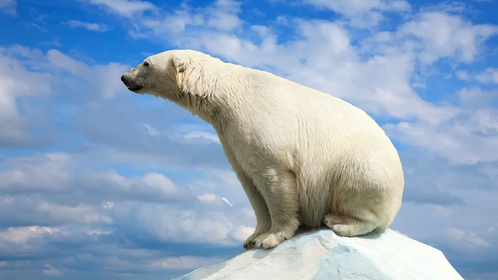 Es inminente la extinción de Osos Polares por cambio climático