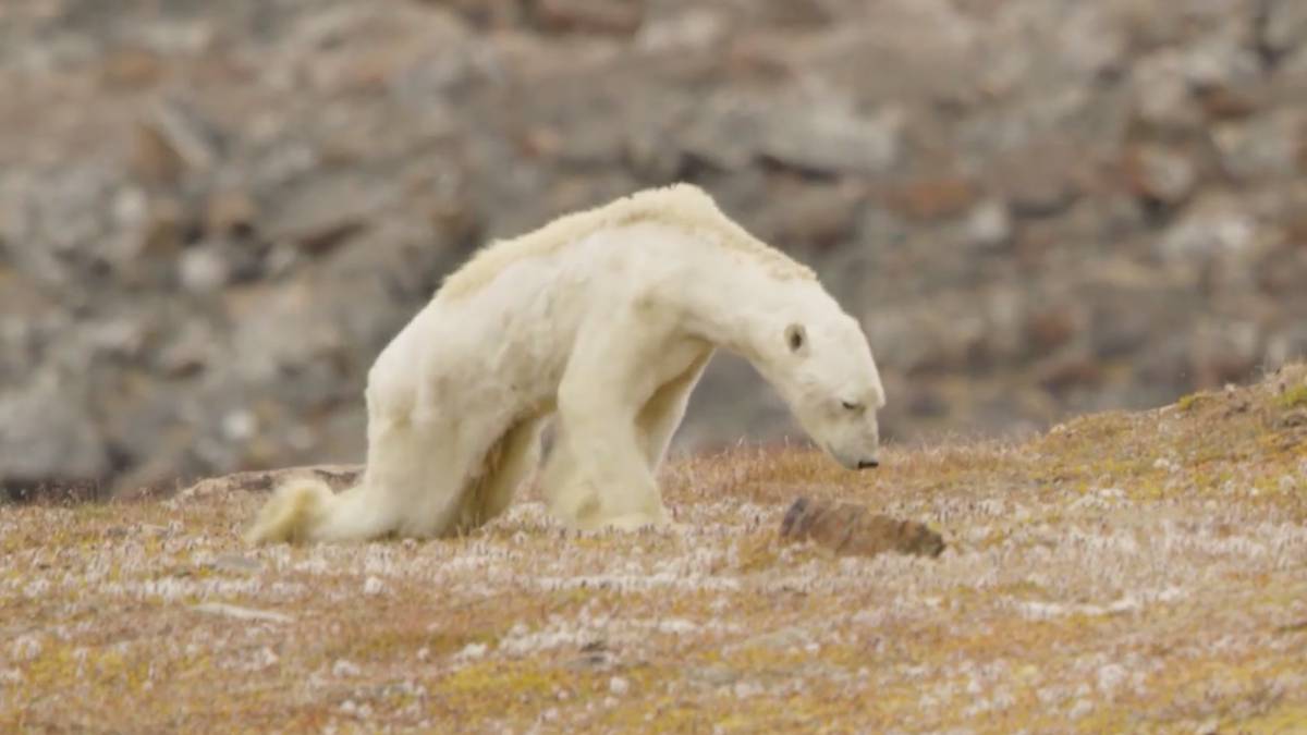 En video: Oso polar es captado muriendo de hambre debido al deshielo producido por el cambio climático