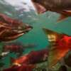 El salmón del Pacífico es inherente a un sentido de dirección magnético