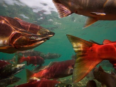 El salmón del Pacífico es inherente a un sentido de dirección magnético