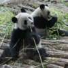 Mundaial 2014: Pandas suplen al Pulpo Paul