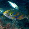Sarpa salpa, el pez que produce alucinaciones (y otros animales psicotrópicos)