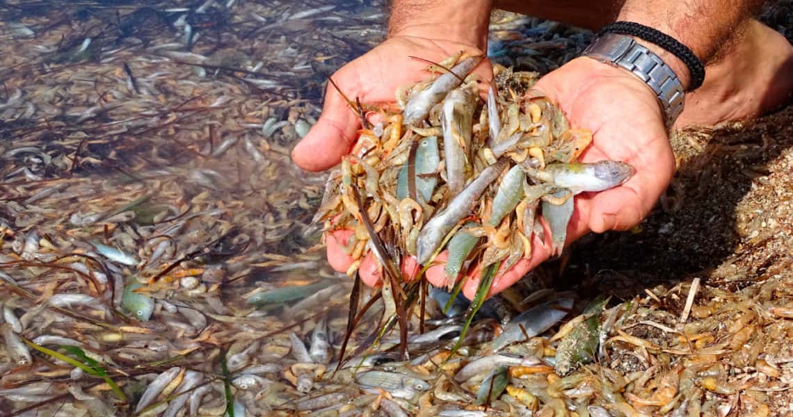 Productos ganaderos y agrícolas causan mayor mortandad de peces en Mar Menor