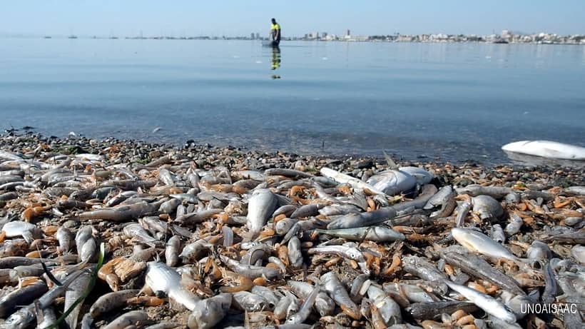 Productos ganaderos y agrícolas causan mayor mortandad de peces en Mar Menor