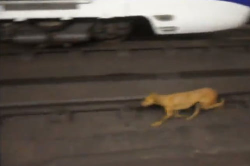 Video: Perro en las vias del Metro es salvado.