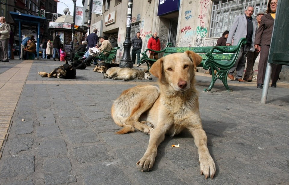 Proyecto de Ley propone sancionar el abandono de mascotas en Chile