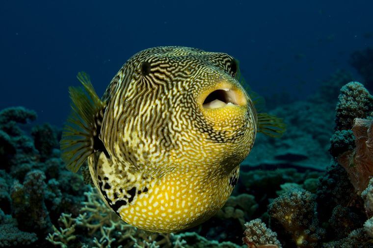 Los arrecifes manifiestan su estado de salud cantando gracias a Inteligencia Artificial