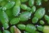 Wolffia australiana: Conoce la planta con flores más pequeña del mundo
