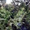 Países Bajos: Según sentencia del Tribunal Supremo los ciudadanos pueden poseer hasta cinco plantas de cannabis