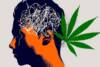 Cannabis y psicosis están relacionados debido a la predisposición genética de la esquizofrenia