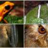 Se buscan las Siete Maravillas del Mundo Natural. Una de ellas podría estar en Colombia