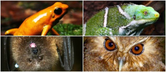 Se buscan las Siete Maravillas del Mundo Natural. Una de ellas podría estar en Colombia