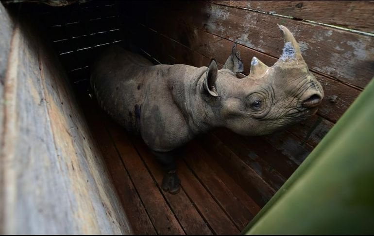 Adiós al rinoceronte negro, muere el último ejemplar en traslado fallido
