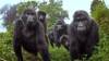 Los Gorilas cantan al unísono a la hora de cenar