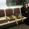 Evolución: Los perros callejeros ya saben manejar metro en Moscú.