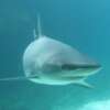 Un tercio de las especies de tiburón, al borde de la extinción por la caza
