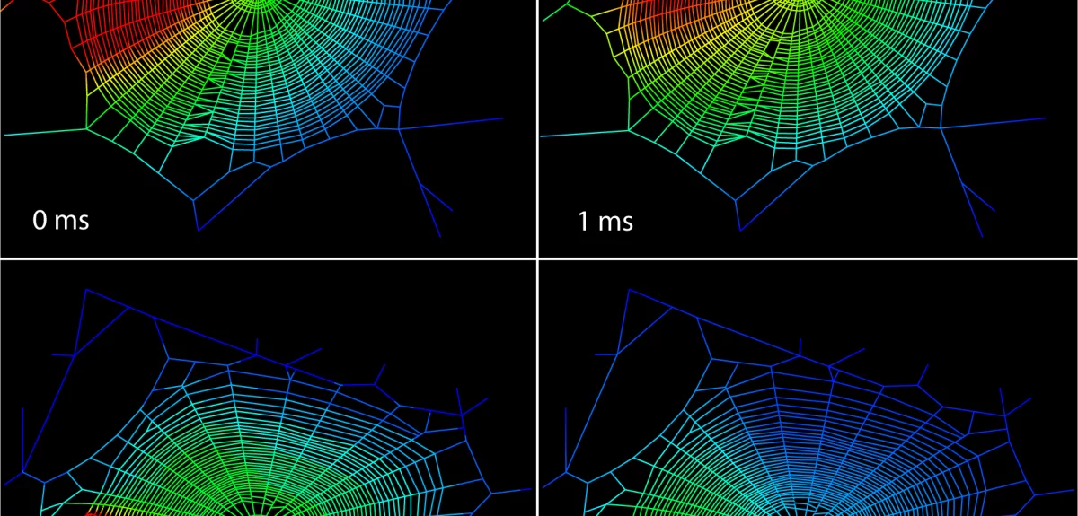 Telarañas Musicales: Lo que esconden las Arañas y sus frecuencias constructivas