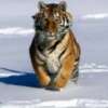 Solo quedan 3.000 tigres en libertad en todo el planeta.