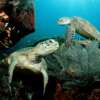 ¿A dónde van las tortugas marinas en su "año perdido" ?