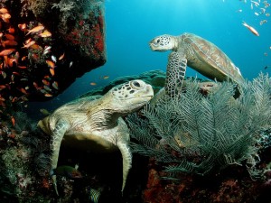 tortugas-marinas-venezuela