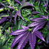 Ciencia/Humanos: El estatus legal no tiene relevancia en el consumo de cannabis