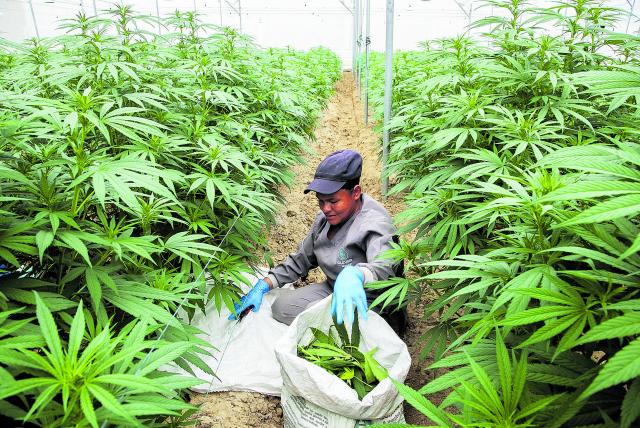Cannabis, cada vez más cerca de ser legal en Colombia