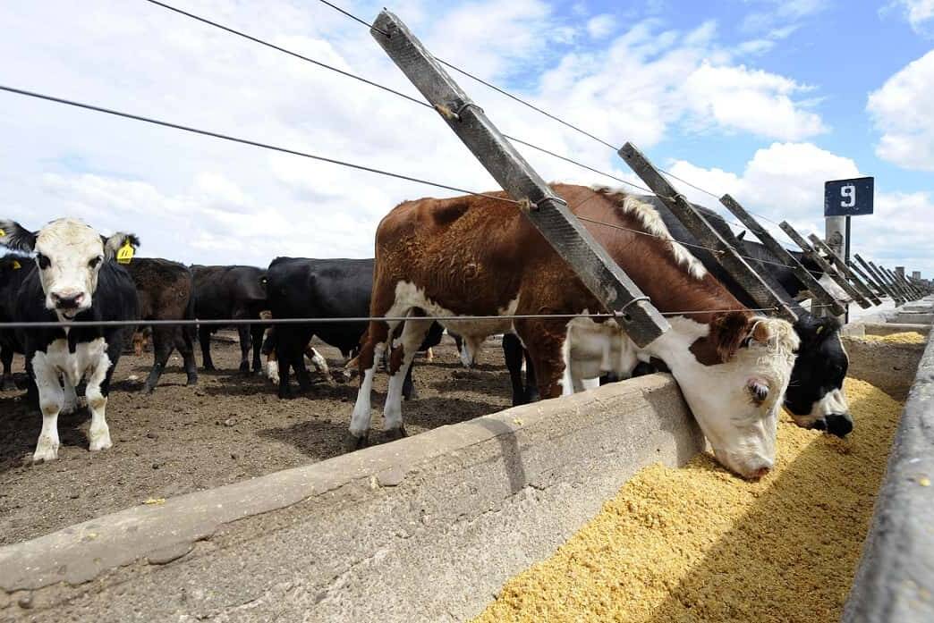 Vacas y cerdos aumentan la crisis climática por el metano que emiten
