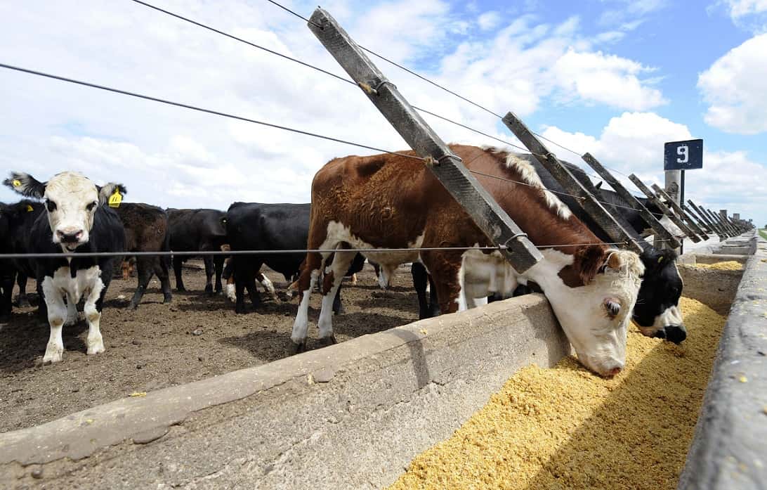 Vacas y cerdos aumentan la crisis climática por el metano que emiten