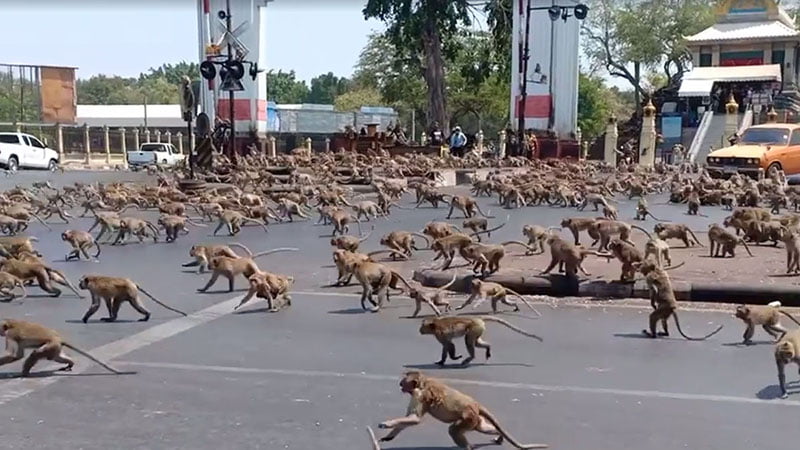 Como no hay turistas cientos de monos han salido en busca de comida en Lopburi, Tailandia